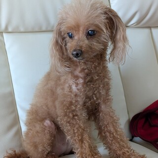 ※急募※飼主が帰宅できなくなり保護しています