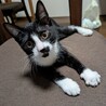 かぎしっぽの可愛いハチワレ（黒多め）子猫です サムネイル3