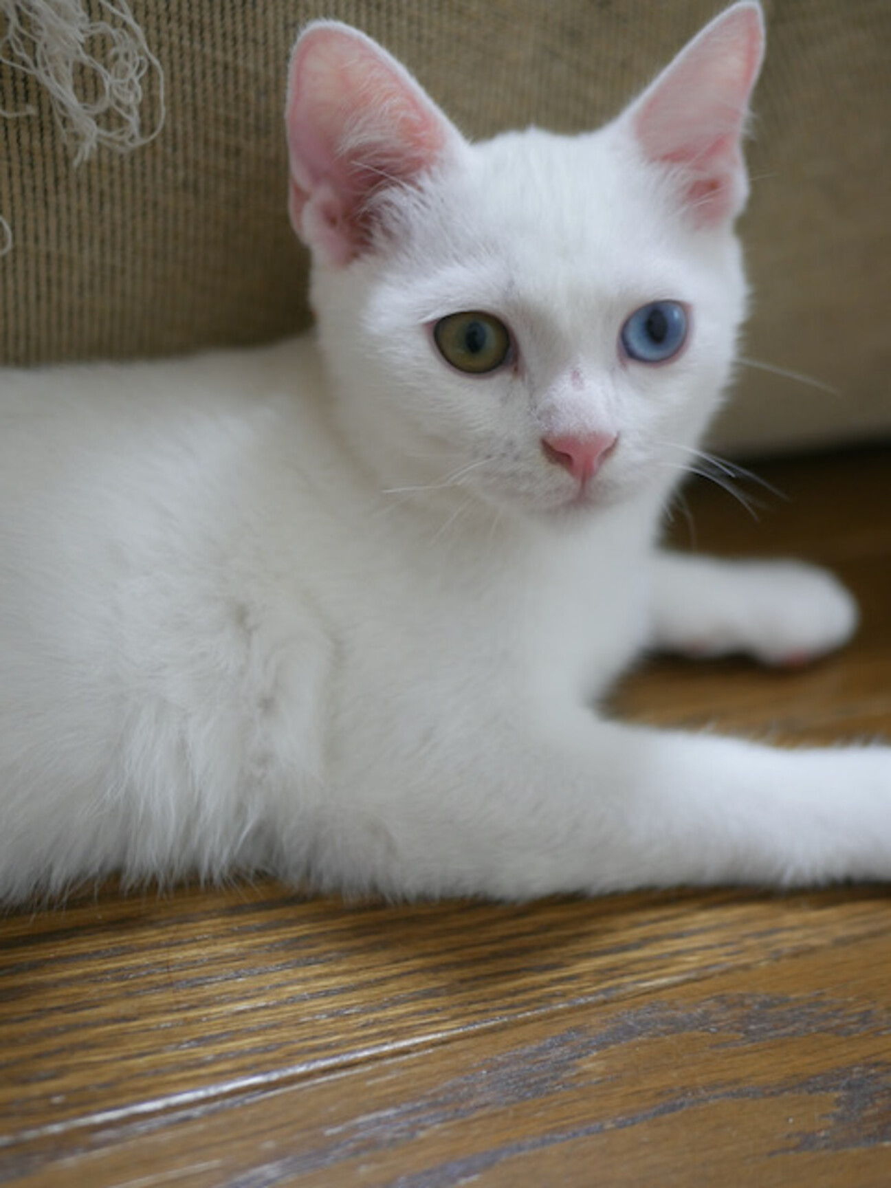 [薄ら氷]アオペラ　猫屋敷由比78点 猫屋敷 由比（CV:濱野大輝）| キャラクター | アオペラ -aoppella