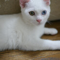 9/13 白子猫オッドアイ☆しらたまくん