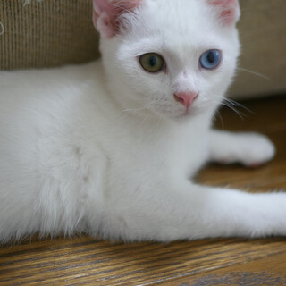 9/13 白子猫オッドアイ☆しらたまくん