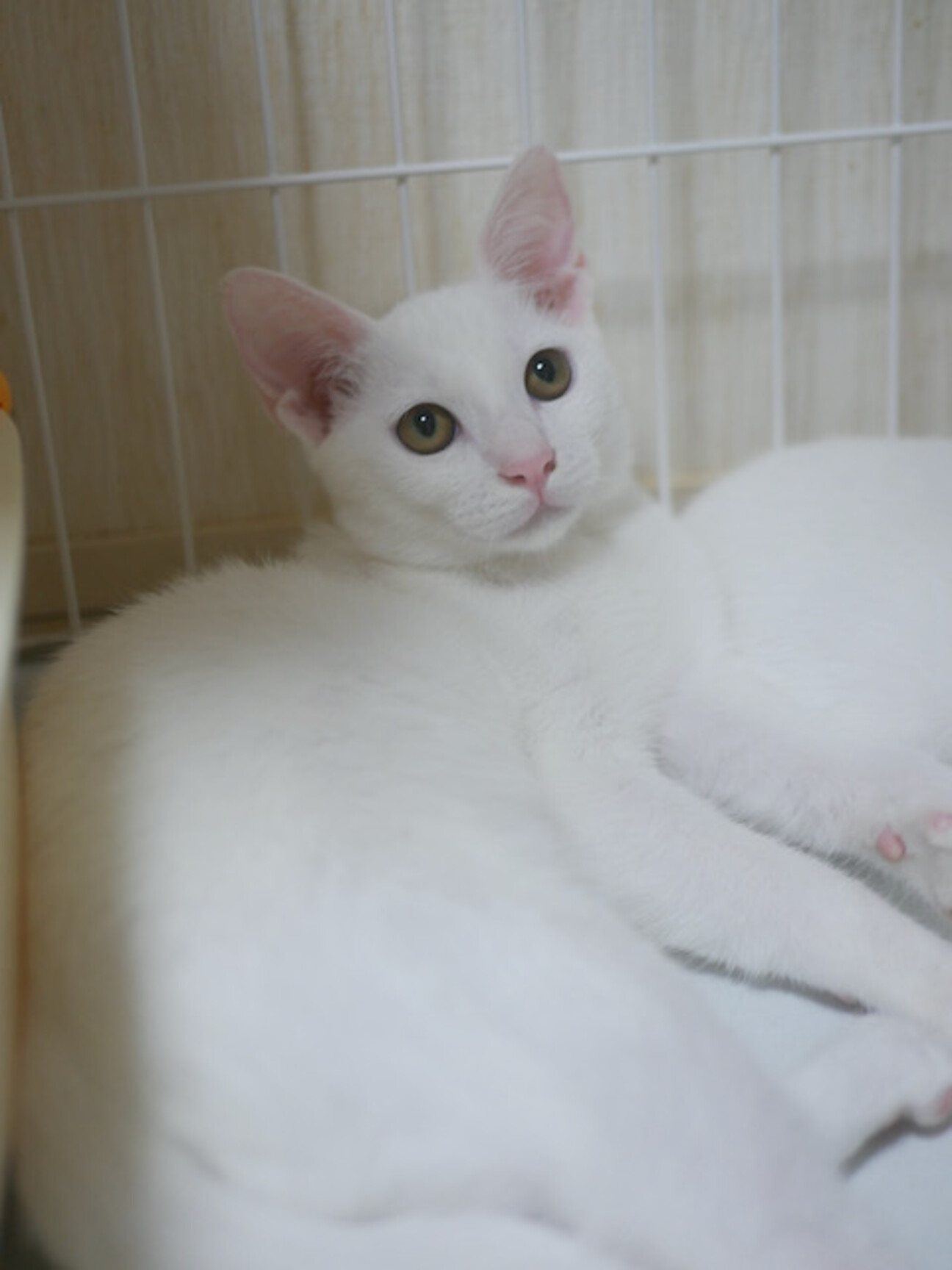9/13 白子猫イエロー」大阪府 - 猫の里親募集(525170) :: ペットの