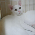 9/13 白子猫イエローアイ☆だいふくくん