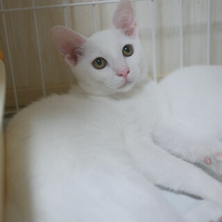 9/13 白子猫イエローアイ☆だいふくくん