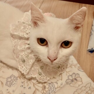 10/4 甘えたお姫様の白猫あんずちゃん