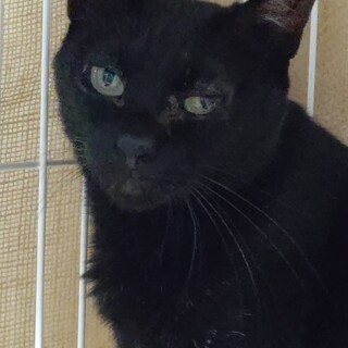 黒猫のこなつちゃん　高齢者様にも！