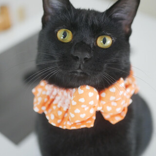 甘え下手で食いしんぼな黒猫ヨルちゃん