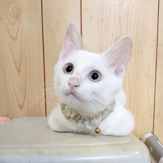 サイアミーズ系mix✦✦珠にゃん兄妹②