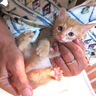 野草４兄妹・わらびちゃん