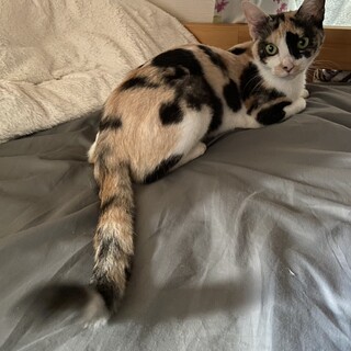 三毛猫リノちゃん、完璧な人なれ