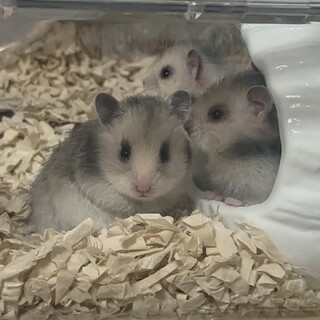 ゴールデンハムスター ベビー