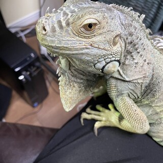グリーンイグアナ 元気な女の子 5歳