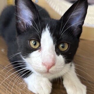 人慣れ抜群☆黒白のルーク君！