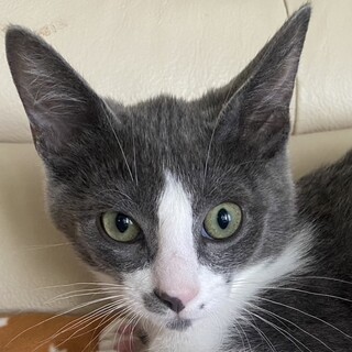 甘えたでチュパチュパ大好きグレー白のグラ君！