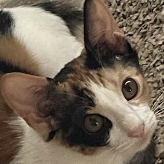 チョコチョコ嬉しそうに弾んで歩く三毛猫しんちゃん！