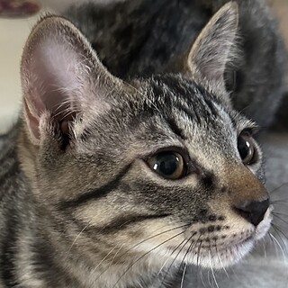 おっとりした性格のキジ猫シエスタ君！