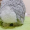 みや。