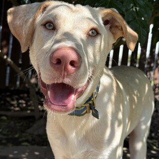 ワイマ？ビズラ？神秘的な瞳と子犬らしい性格の男の子