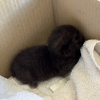 9月8日皆既月食の朝に保護しました(1週齢相当)