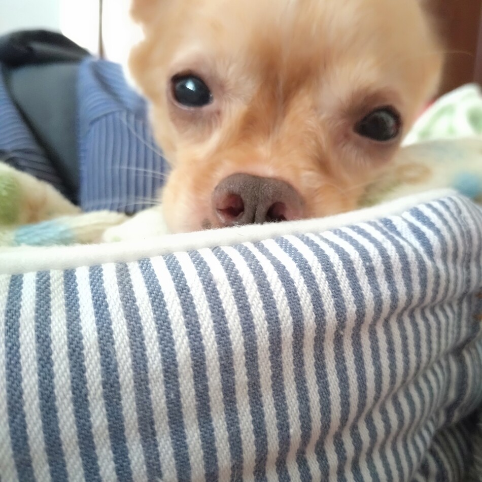 茶茶丸くんのカバー写真