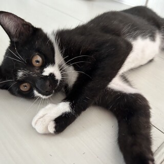 雑種、白黒の活発でとてもやんちゃな男の子です