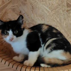 古河ねこ譲渡会 サムネイル3