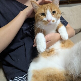 短い尻尾のイケメンさん【里親様決まりました】