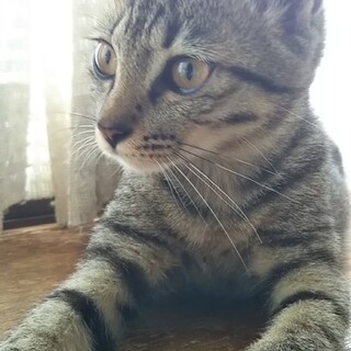 後追い甘えん坊キジ美