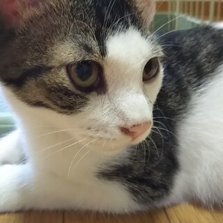 甘えん坊キジシロー