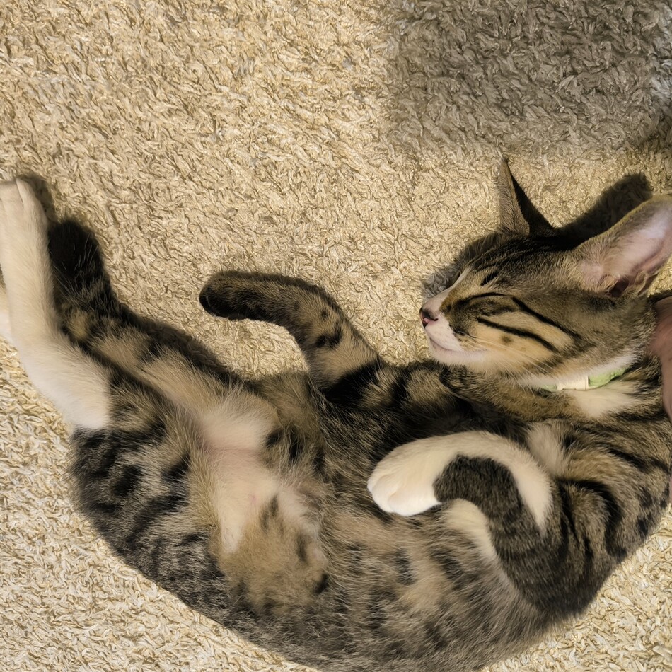 たいきちのカバー写真