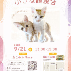 ねこのわNara譲渡会