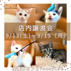 子猫だらけ＋チワワの店内譲渡会