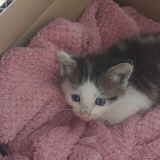 子猫の里親になってください！