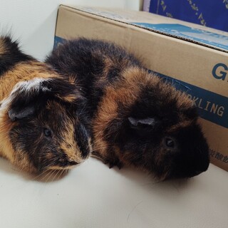 メス　モルモット2人　(ペア)　1歳と2歳