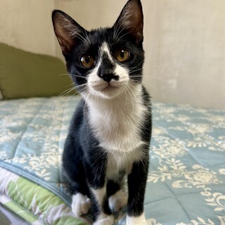 お留守番大丈夫☆ハチワレなれなれ女の子♪ミエちゃん