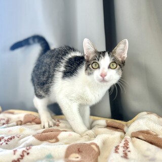 推定2025年5月生まれ キジ白♂食パンくん