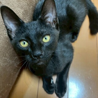 真っ黒ボディがカッコいい　仁木次郎♂