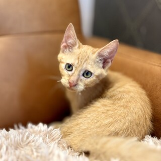 推定2025年7月生まれ 茶トラ♂ポンくん♡