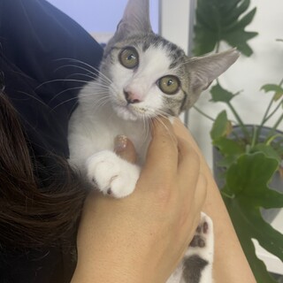 キジシロの美人さん  5か月　里親さん募集