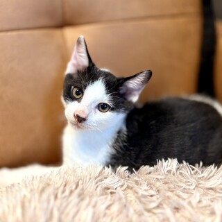 推定2025年7月生まれ 黒白♂ケンくん♡