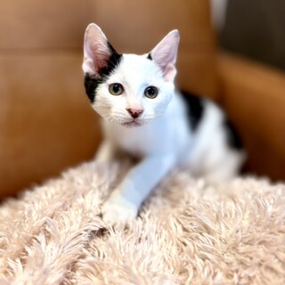 推定2025年7月生まれ 白黒♂ ジャンくん♡