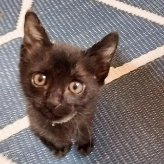 あまりてのかからない良い子⭐️パキラ