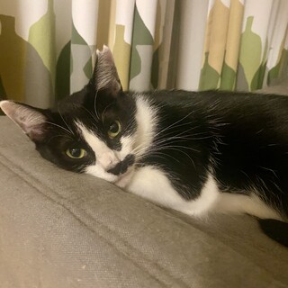 はちわれはっち　1～２歳