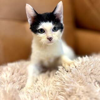 推定2025年7月生まれ 白黒♂パーくん♡