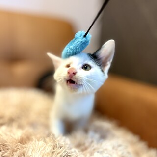 推定2025年7月生まれ 白黒♂グーくん♡