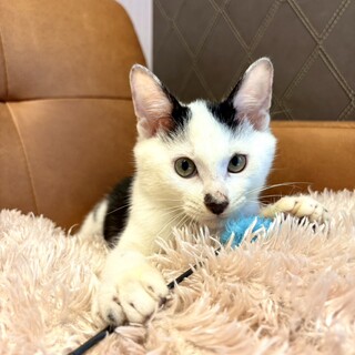 推定2025年7月生まれ 白黒♂チョキくん♡