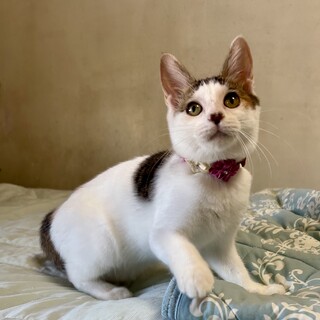 お留守番大丈夫☆おっとりした優しい三毛♪雫ちゃん