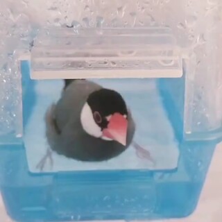 シルバー文鳥♀と桜文鳥♂