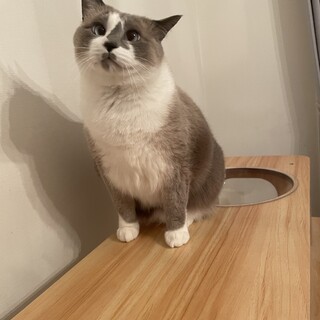 雑種　ラグドール風毛色　男の子