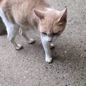 ブルーアイの子猫たちのママちゃん